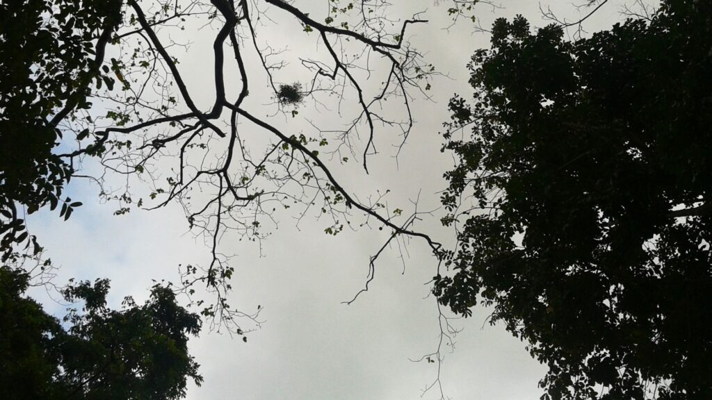 Ranchi to Netarhat Distance