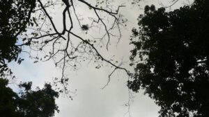 Ranchi to Netarhat Distance