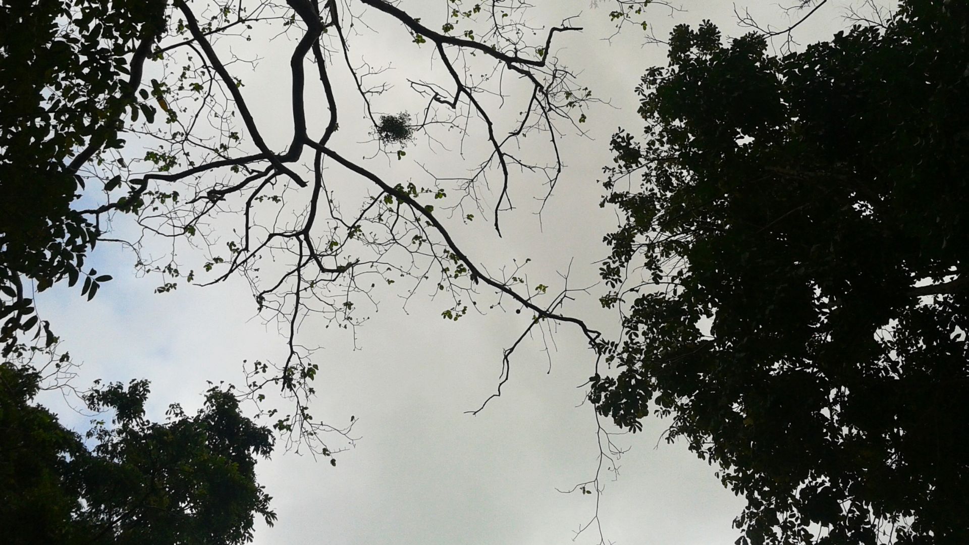 Ranchi to Netarhat Distance